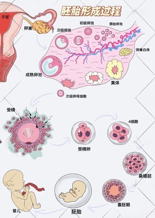 小白必看：揭秘石家庄试管助孕可以改变胚胎性别吗